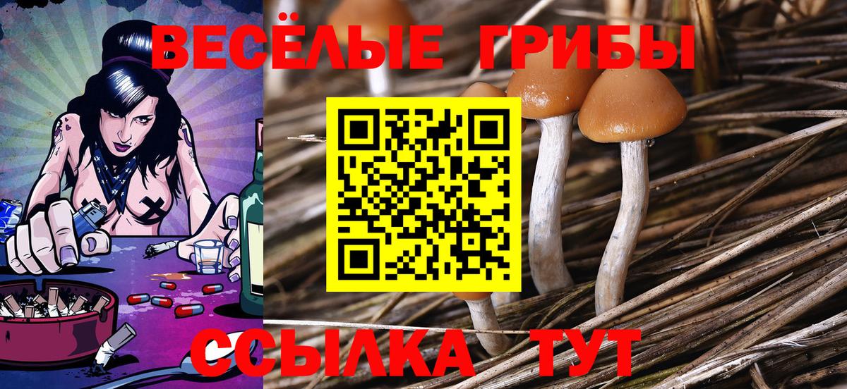 Псилоцибиновые грибы Psilocybe Выборг